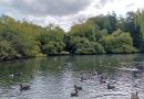 43 Parakeets Found Dead: How Much Longer Must Priory Gardens Wildlife Suffer?